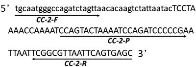 Development and collaborative validation of an event-specific quantitative real-time PCR method for detection of genetically modified CC-2 maize